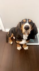 7 month old basset hound