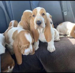 Basset hound puppies for sell