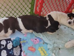European basset hound puppies looking for their forever home