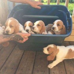 Basset Hound puppies fir good homes