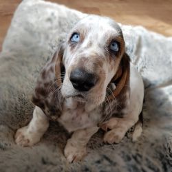 available Basset hound puppies.