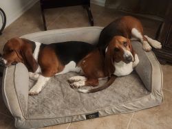 6 month old Female and Male Basset for sale