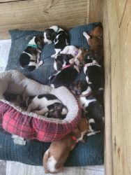 Akc basset hound puppies-ready 6/22