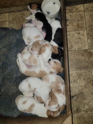 Ckc basset hound puppies