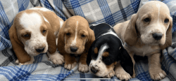 Basset Puppies