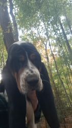 Basset Hound Puppy Female in NC - ready for new family
