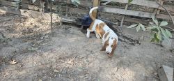 Adorable AKC Basset Hound Puppies