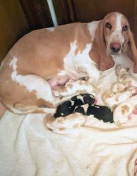 Basset hounds puppies