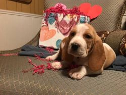 Colorful Basset Hound Puppies