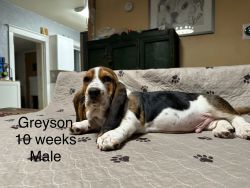 Akc basset hound puppies available