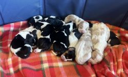CKC Registered Basset Hound Puppies