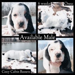 Male AKC Basset Hound Puppy: Oreo
