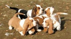 Lovely Basset Hound Puppies