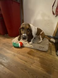 Basset Hound in need of new home - Forced to move! Cannot keep :(