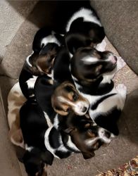 Basset hounds
