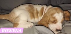Baby female basset hound