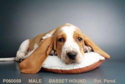 Red and White Male Basset Hound