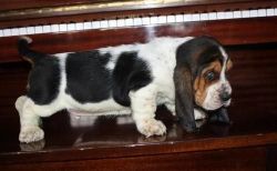 Basset hound puppies for sale