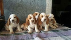 Cute Bassett Hound Puppies