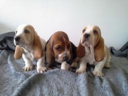 Ww Charming Basset Hound Puppies Available