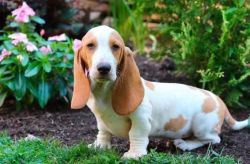 basset hound for sale