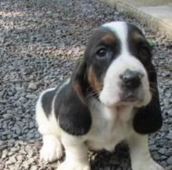 Nhgfh Basset Hound Puppies For Sale