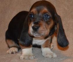Akc Registered Basset Hound Puppies Now Available