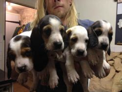 Beautiful purebred Basset Hound pups now available