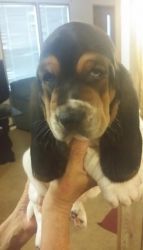 dvfgjhd 2 gorgeous basset hound puppy\'s for sale