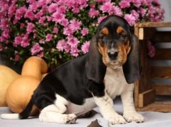 Basset hound Puppies Available Now.