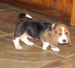 male and female Basset Hound puppies