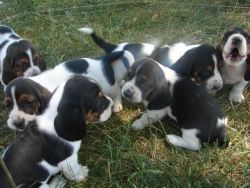 Super adorable Basset Hound puppies.