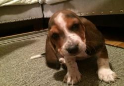 Akc Male And Female Basset Hound Puppies For Sale