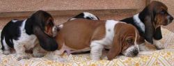Charming Basset Hound Puppies