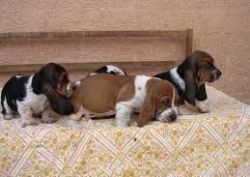 Charming Basset Hound Puppies Available