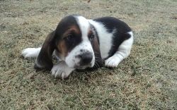 beautiful Basset Hound puppies for sale