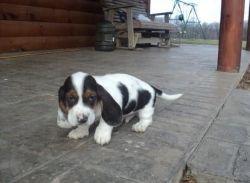 Duster is a beautiful Basset Hound puppies
