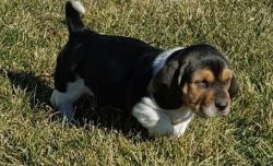 Daisy Hold Akc Basset Hound Puppies For Sale