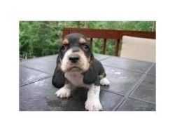 Amazing Basset Hound Puppies for you