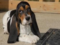 Charlie Akc Male And Female Basset Hound Puppies