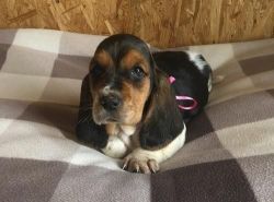 Akc Female And Male Basset Hound Puppies For Sale