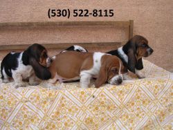 Charming Basset Hound Puppies Available