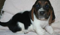 LOvely Basset hound puppies available