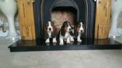 Gorgeous Basset Hound puppies ready now