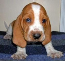 well trained basset hound puppies available