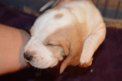 Full Blooded Basset Hound Puppies - Ckc Registered