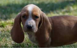 Adorable Basset Hound Pups for Sale