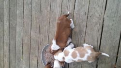 bassethounds for sale