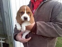 beautifull Basset hound Puppies now Available