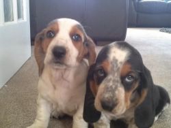 gentle Basset Hound puppies